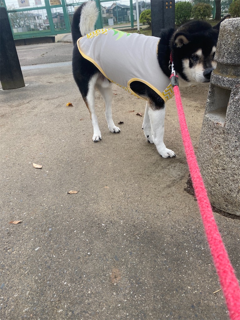 お散歩中の黒柴犬