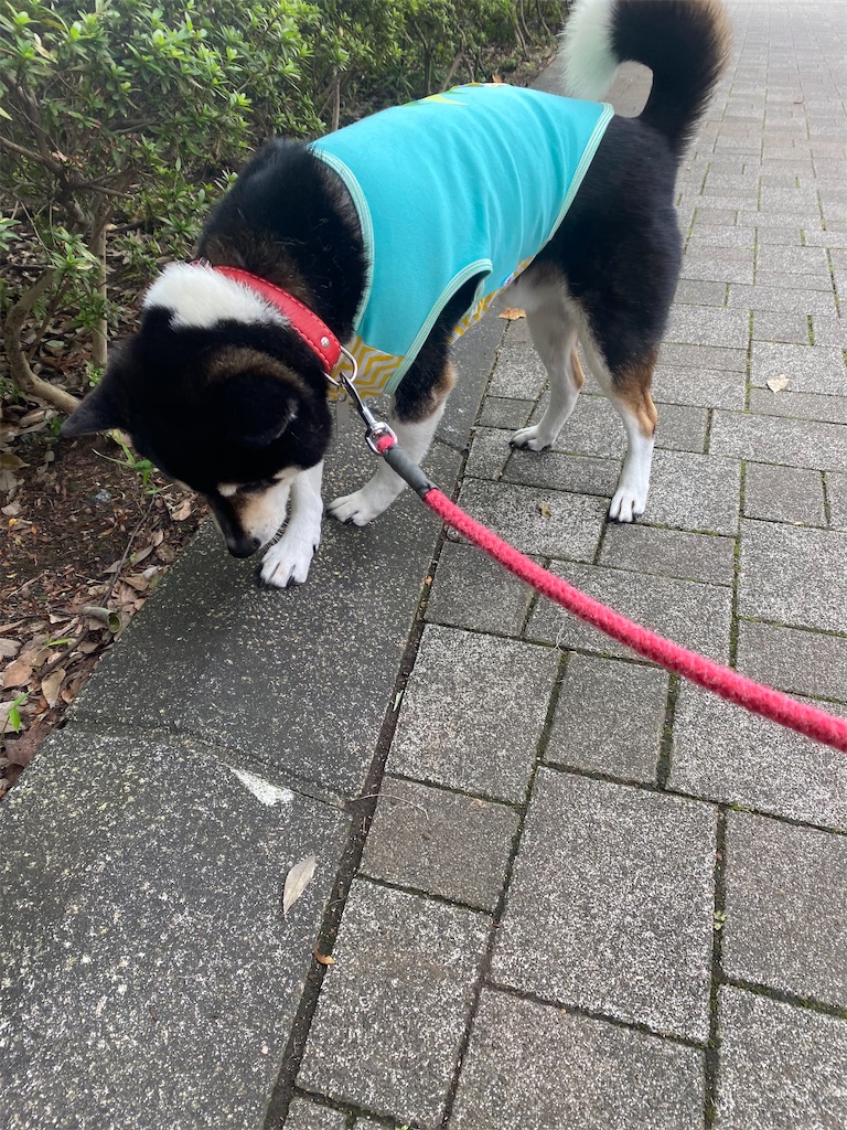 公園の植木沿いに歩いている黒柴犬