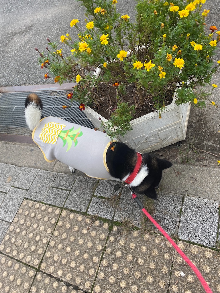 お花の脇を歩いて行く黒柴犬