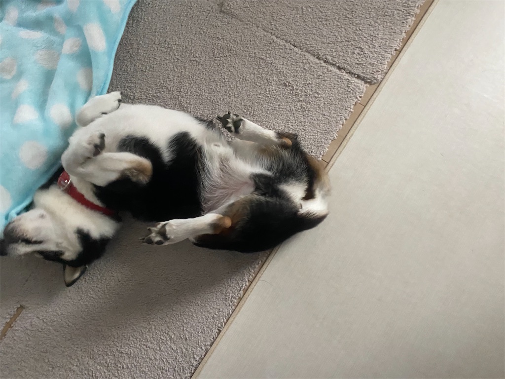 クネクネしている黒柴犬