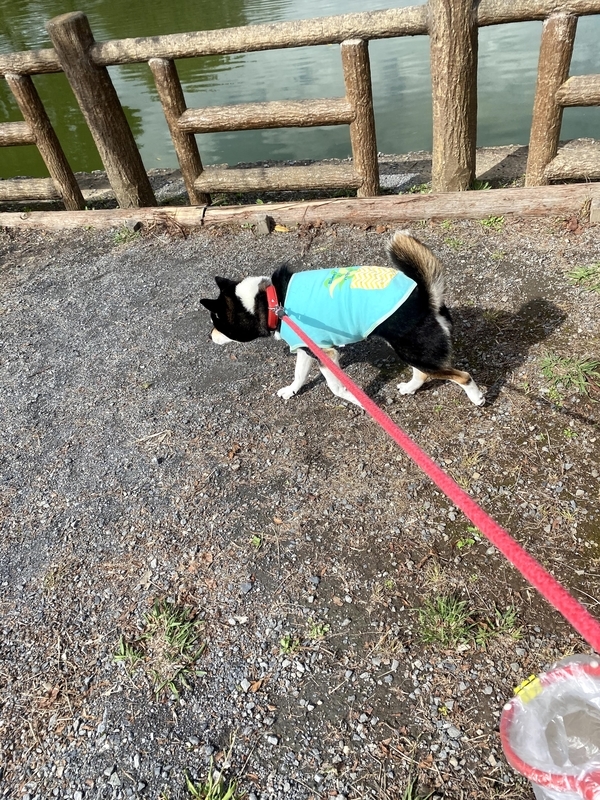 池沿いを歩く黒柴犬