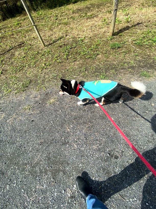 土手沿いを歩く黒柴犬