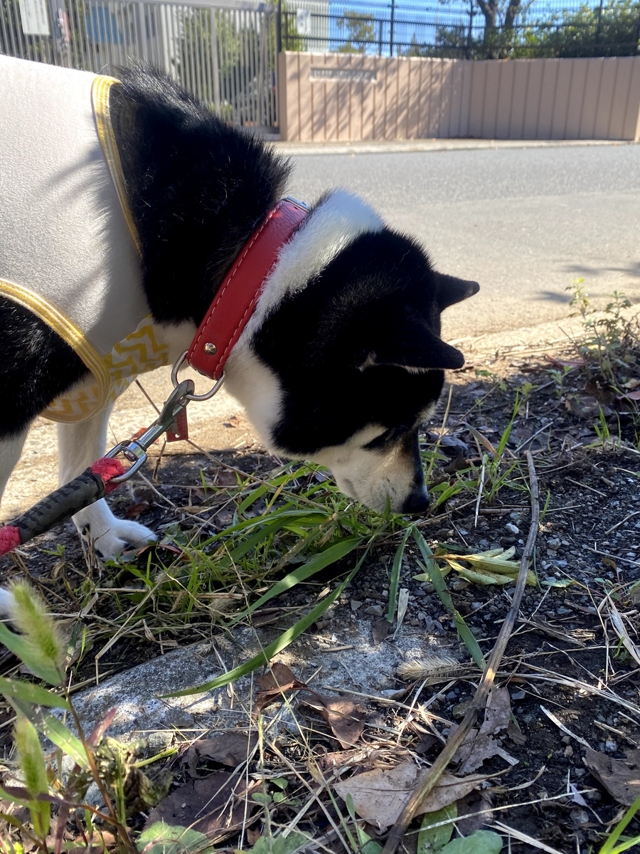 草の匂いを嗅いでいる黒柴犬