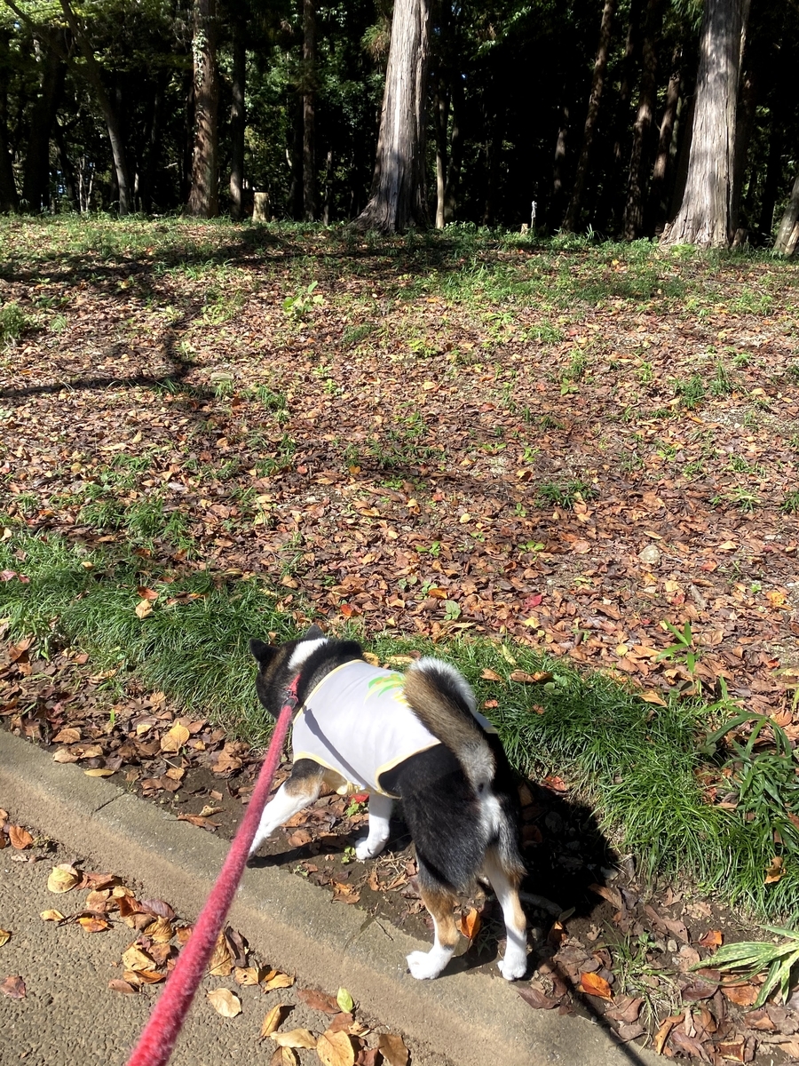 草むらを歩いている黒柴犬