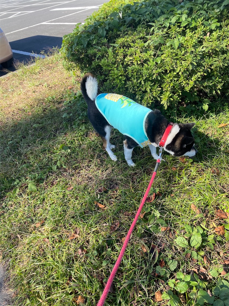 草の臭いを嗅いでいる黒柴犬