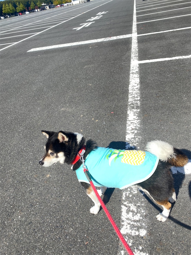 駐車場で立ったまま動かない黒柴犬