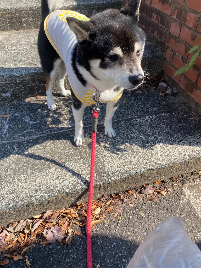 立ち止まっている黒柴犬