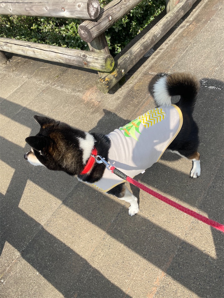 階段を下りる黒柴犬