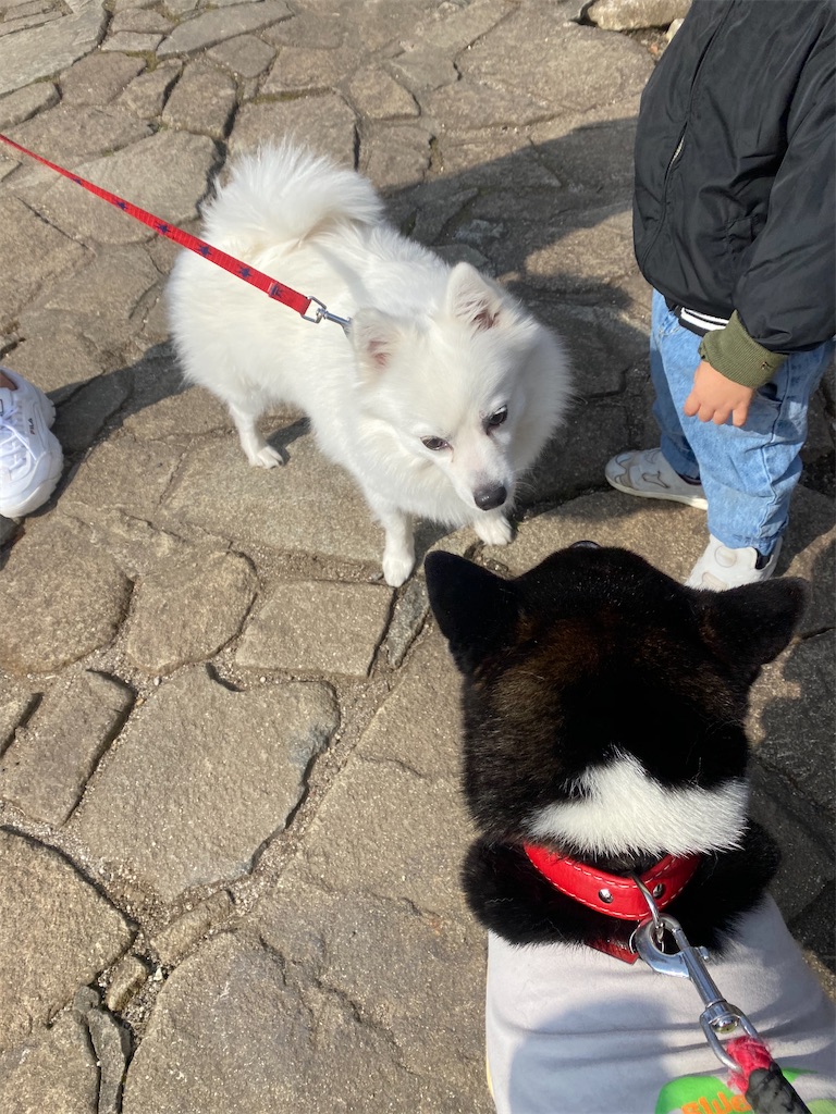 スピッツと黒柴犬が少し離れて見合っています。