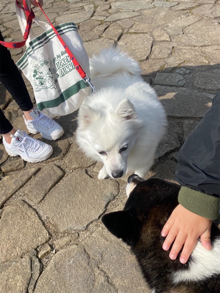 スピッツと黒柴犬がお互いに見合っています。