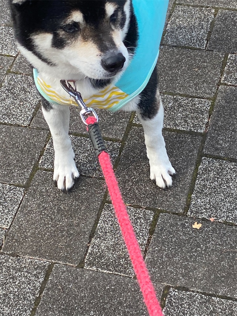 立ち止まって近くを見ている黒柴犬