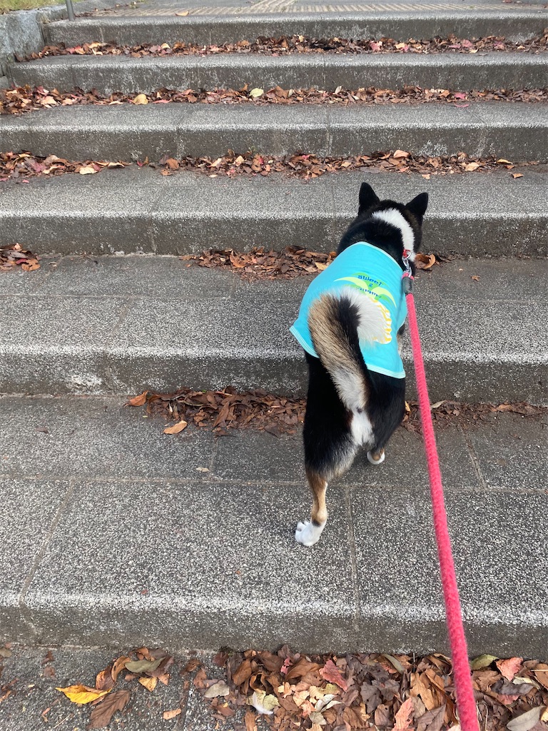 階段を上って行く黒柴犬