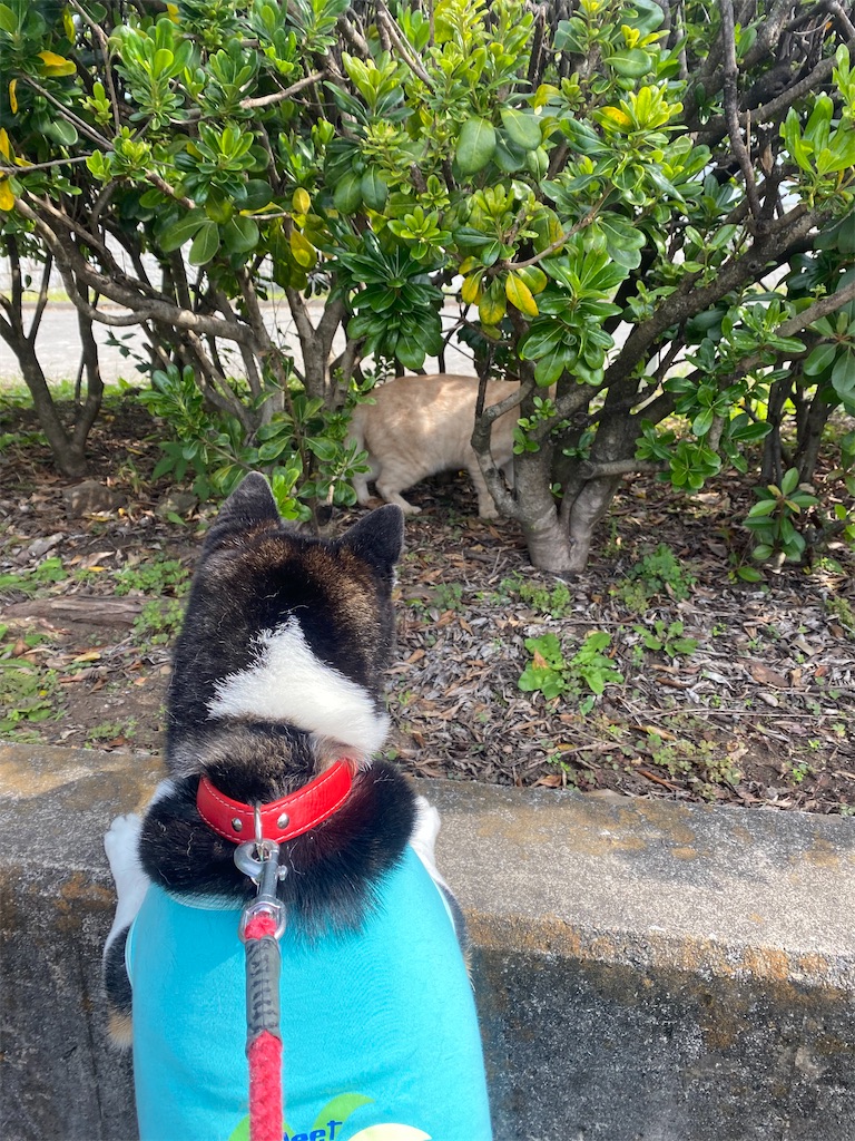 草むらにいるネコを見ている黒柴犬