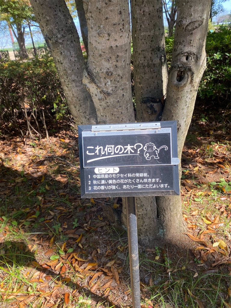 これ何の木と書いてある立て札