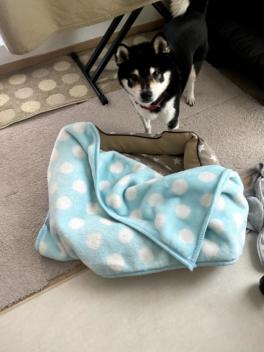 部屋の中でカメラ目線の黒柴犬