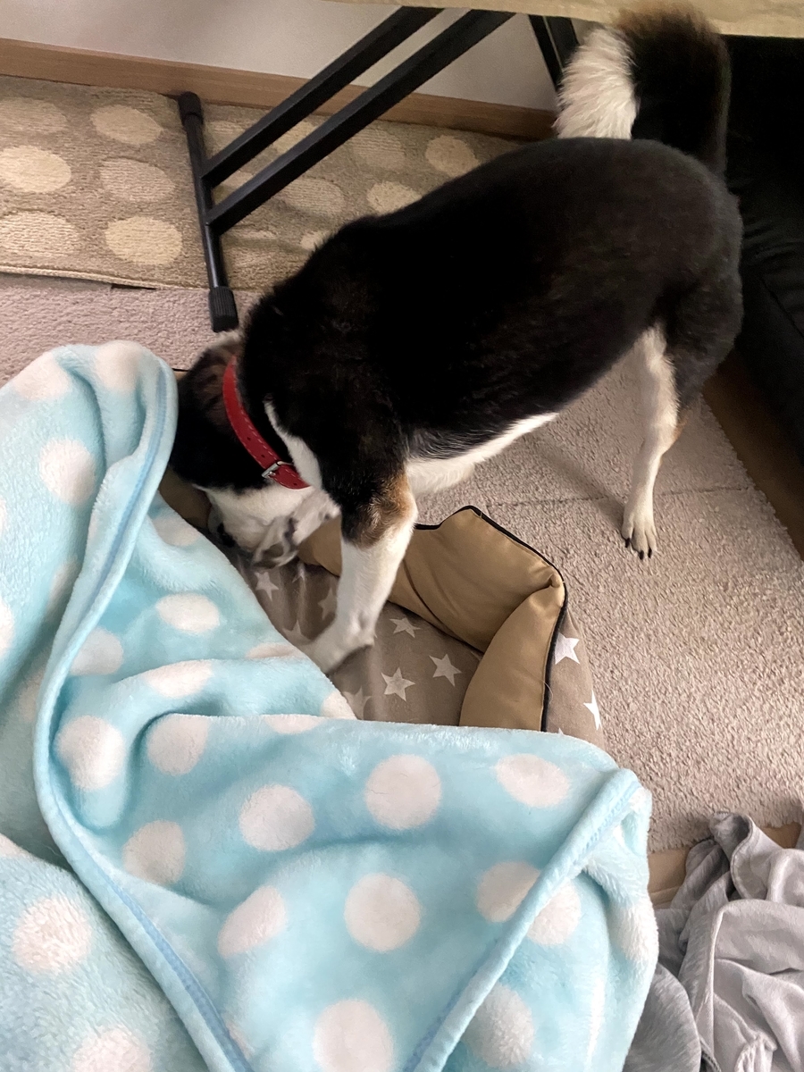 毛布に頭を突っ込んでいる黒柴犬