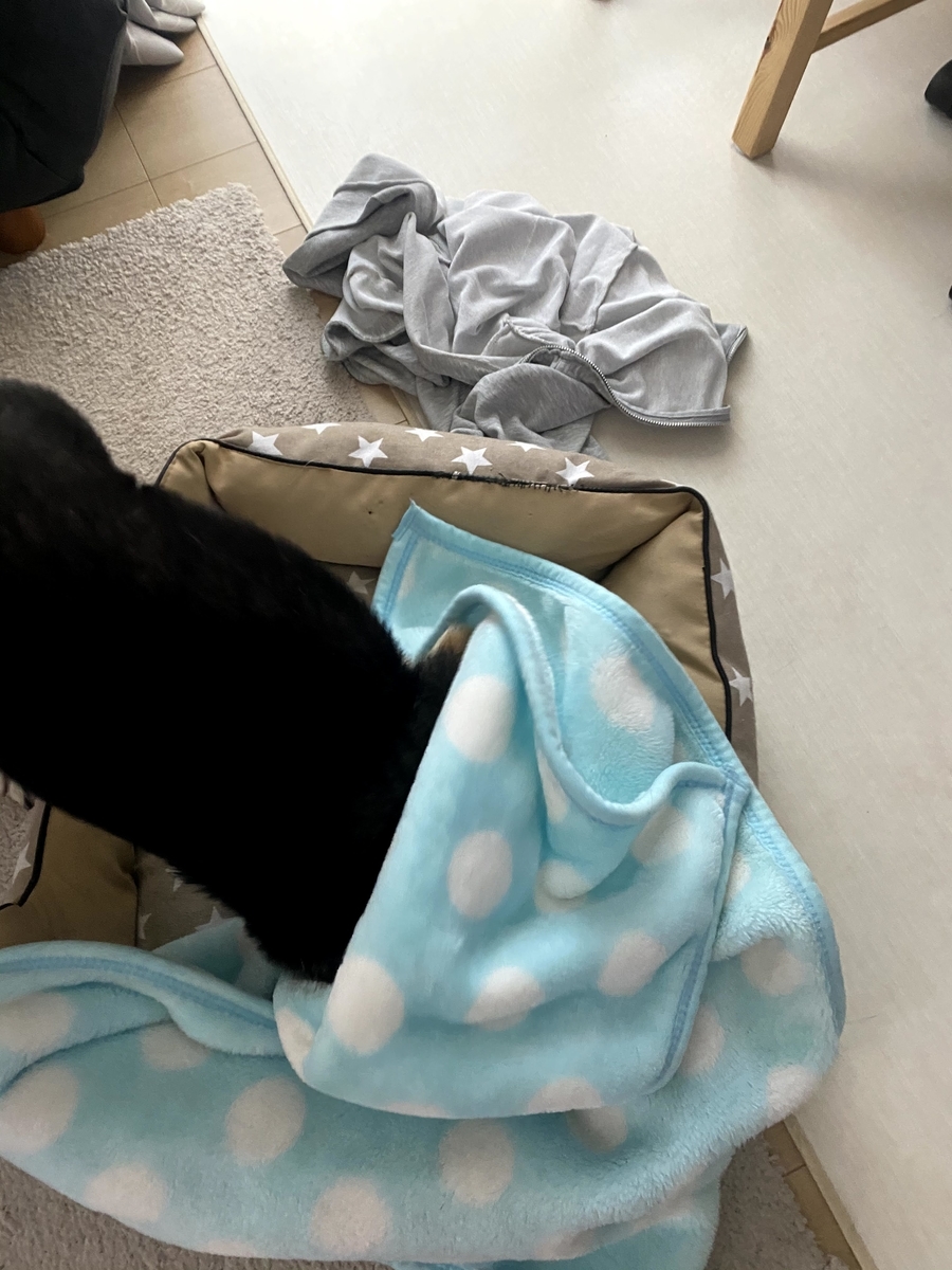 毛布に頭を突っ込んでいる黒柴犬