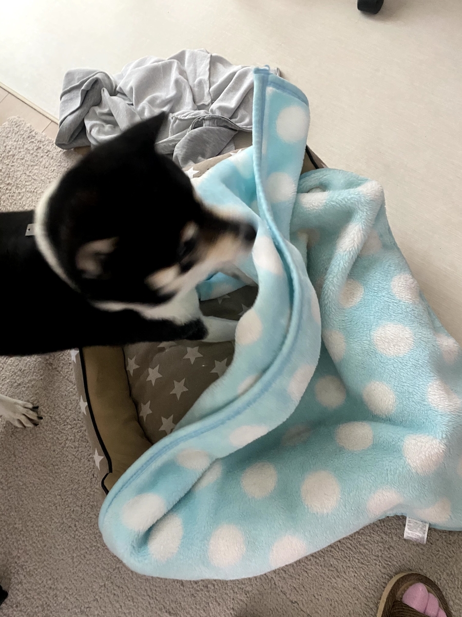 毛布から頭を出した黒柴犬