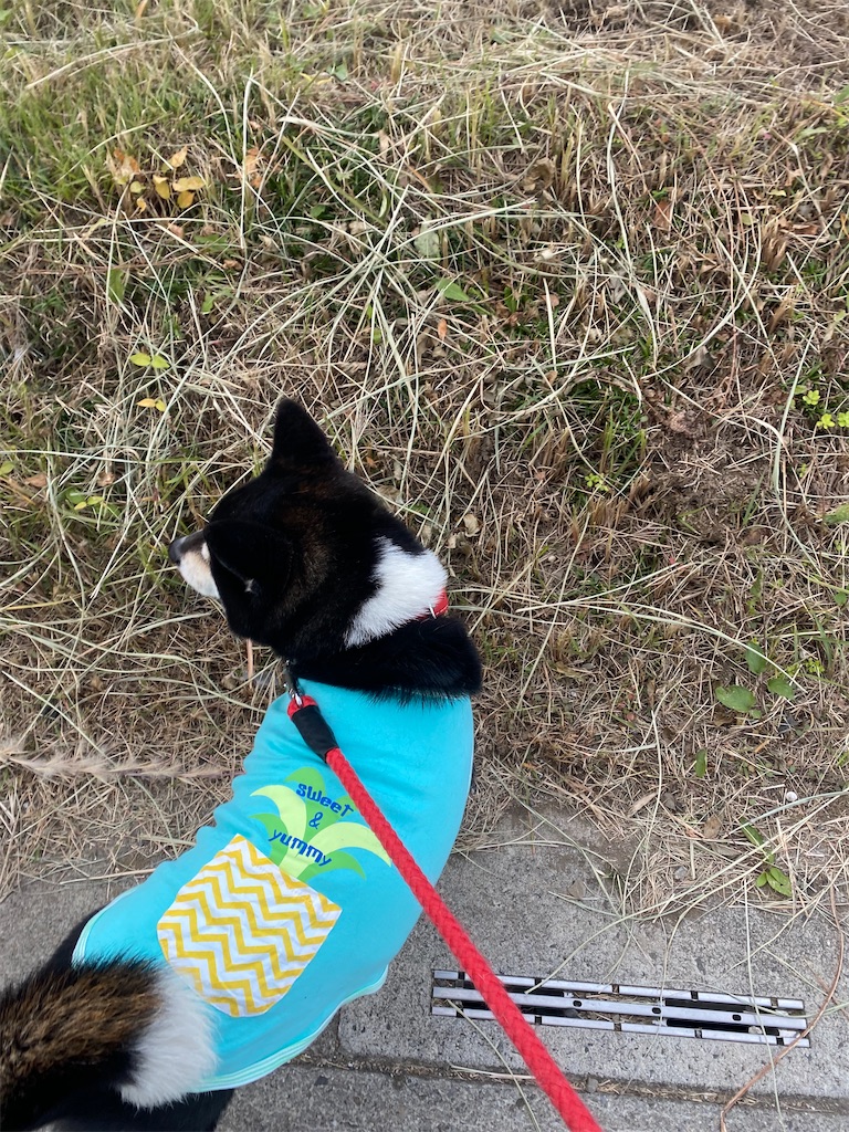 路肩で頭を左に向けている黒柴犬