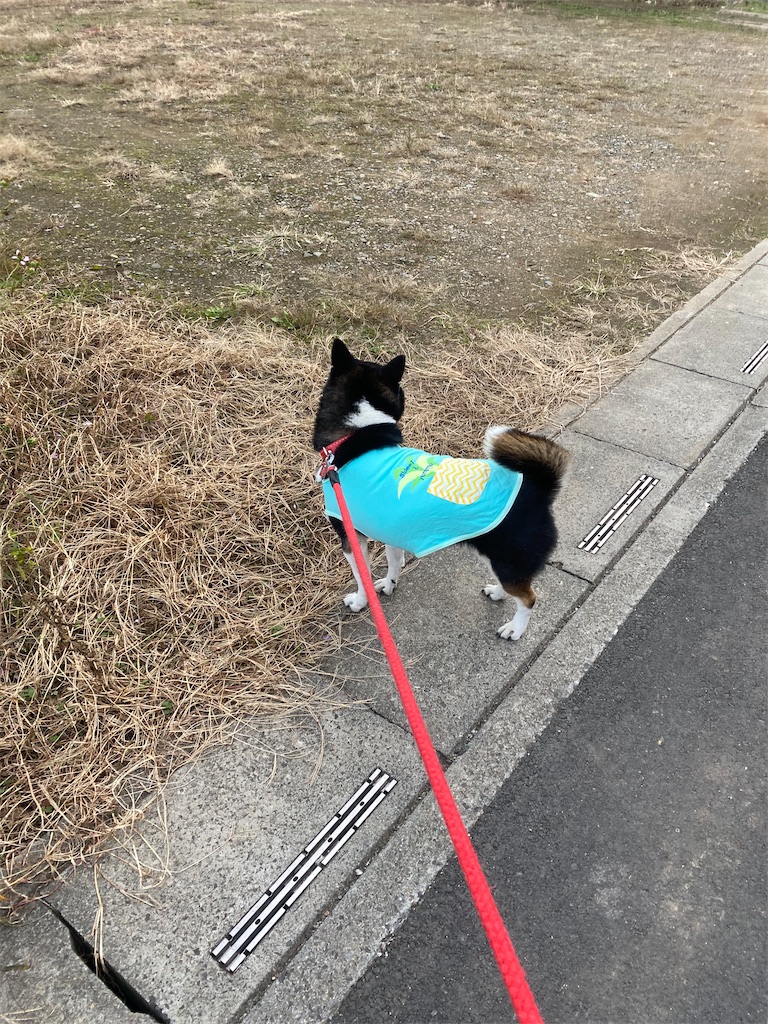 路肩で頭を右に向けている黒柴犬