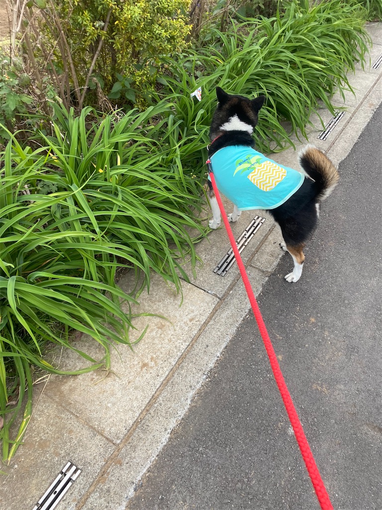 路肩で頭を右に向けている黒柴犬