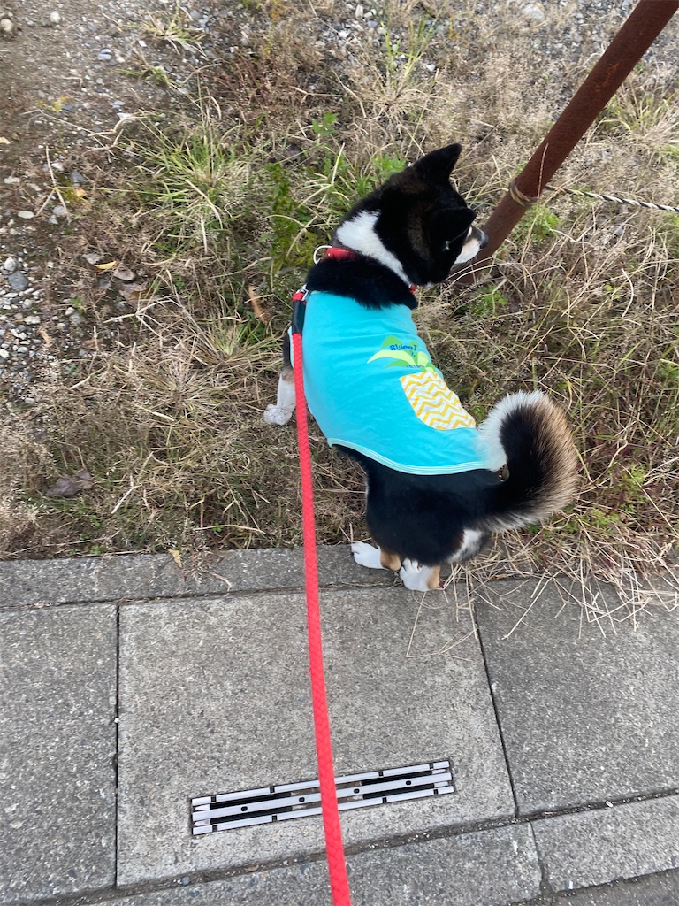 草むらの中で頭を右に向けている黒柴犬