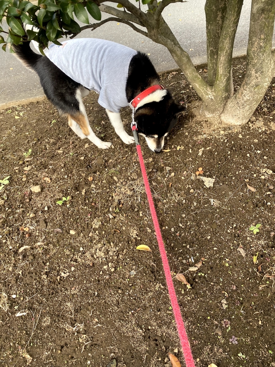 木の根っこの臭いを嗅いでいる黒柴犬