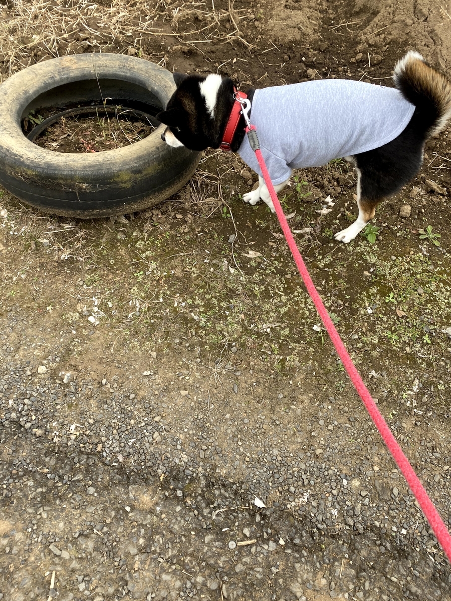 タイヤの臭いを嗅いでいる黒柴犬