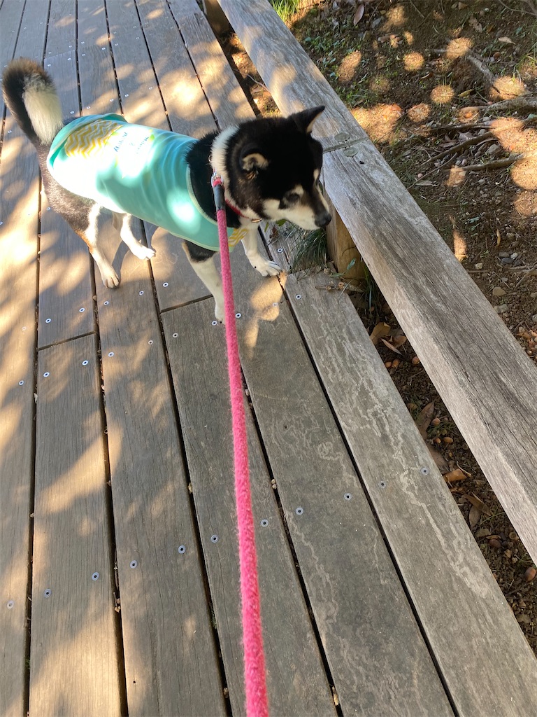 渡り廊下を歩く黒柴犬