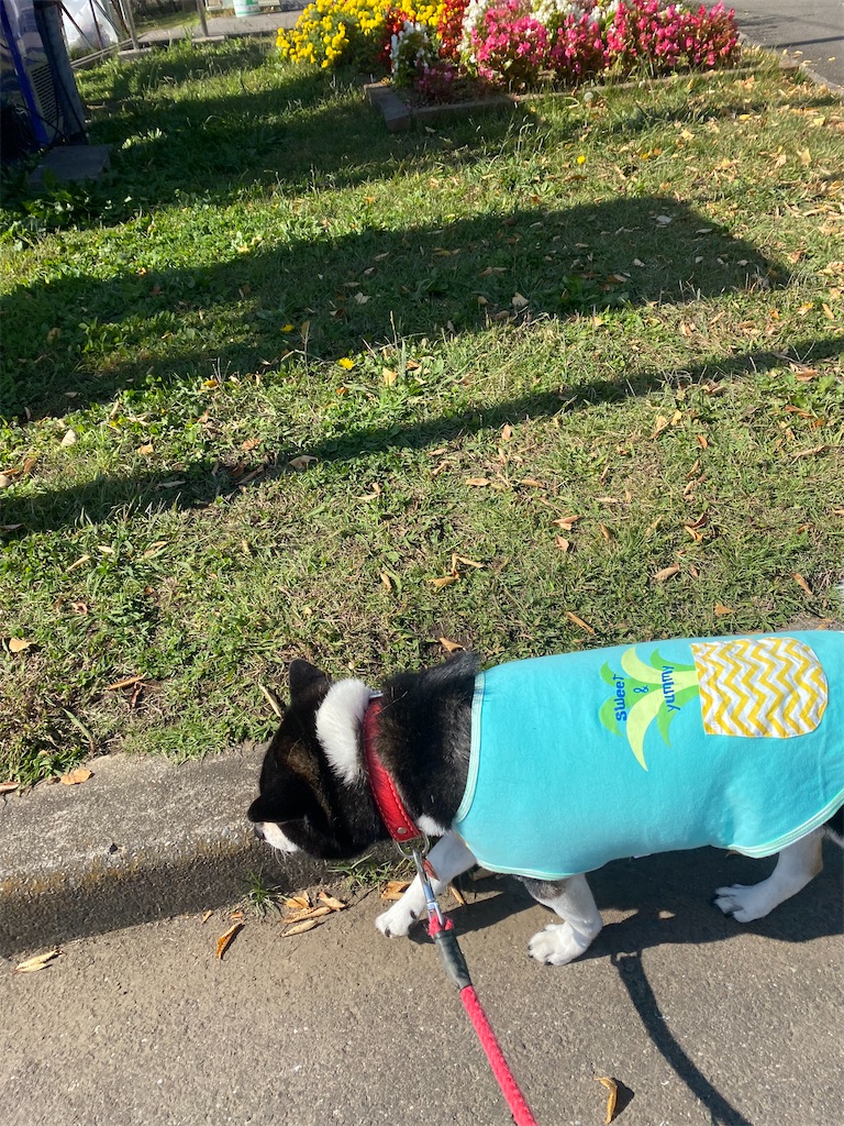 路肩を歩いている黒柴犬