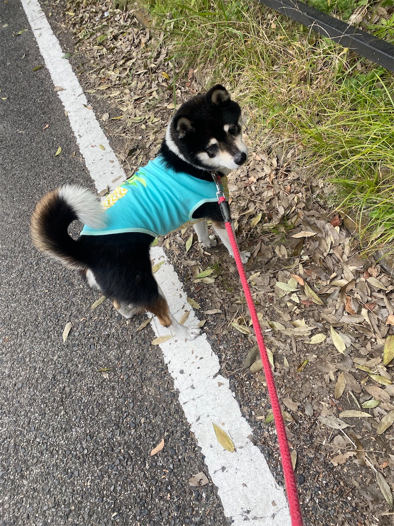 道路に垂直に立っている黒柴犬