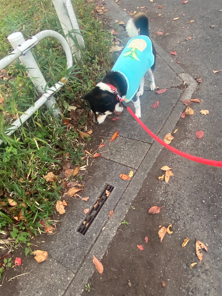 路肩を歩いている黒柴犬