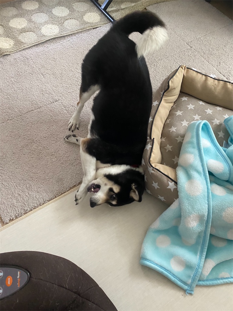 床に顔を擦り付けている黒柴犬