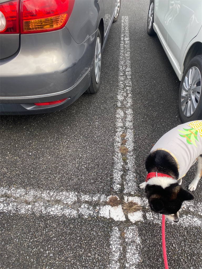 路面の臭いを嗅いでいる黒柴犬