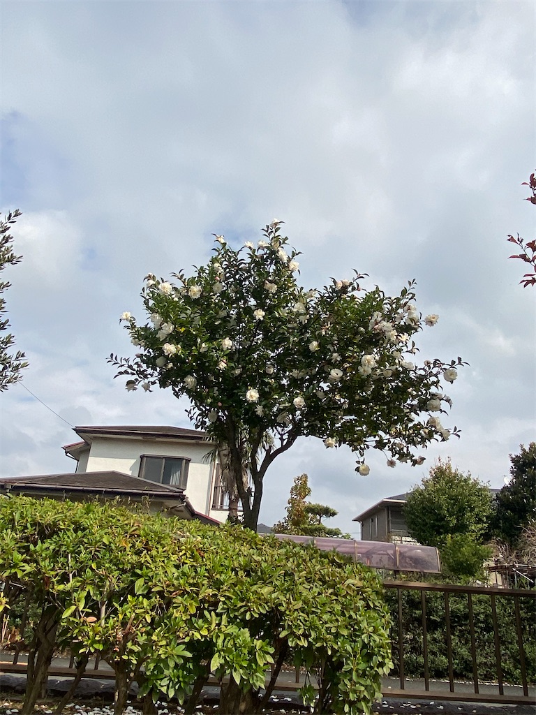 山茶花の木