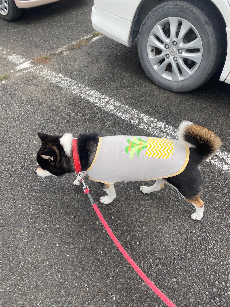 道に迷っている黒柴犬
