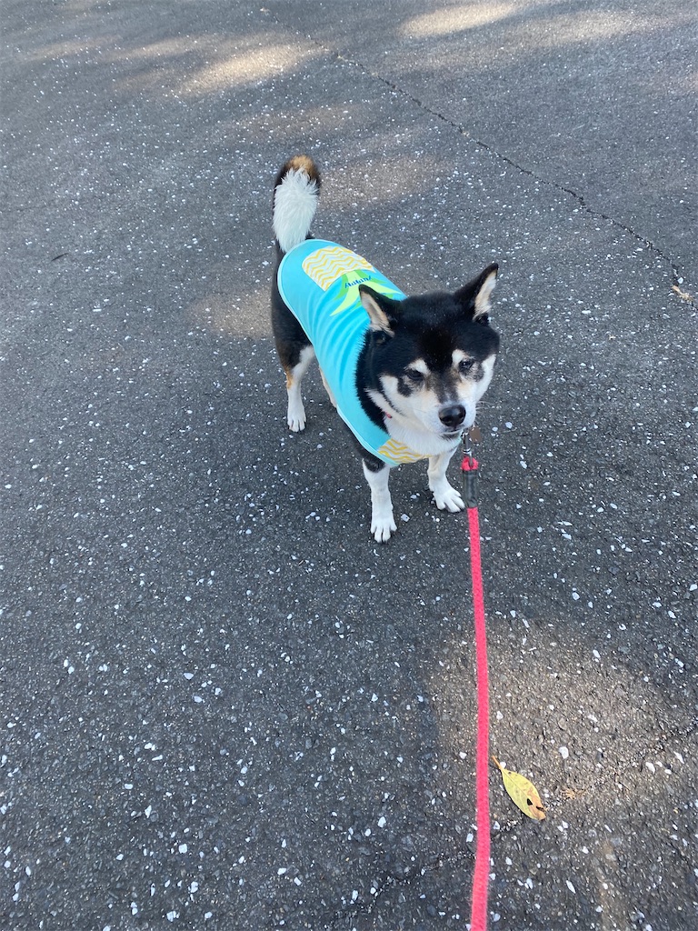 道路の真ん中で立っている黒柴犬