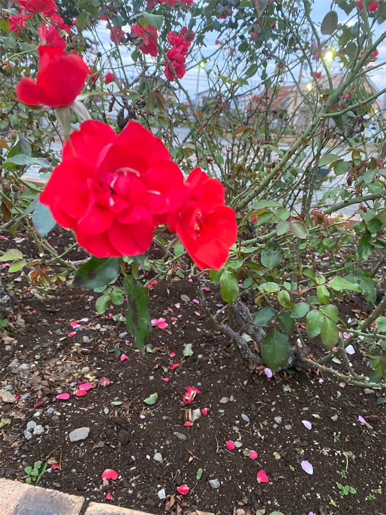 紅いバラ