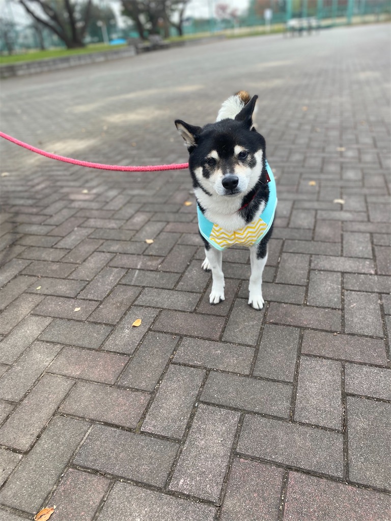 カメラ目線の黒柴犬
