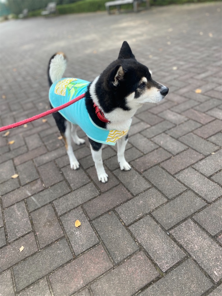 目線を外す黒柴犬