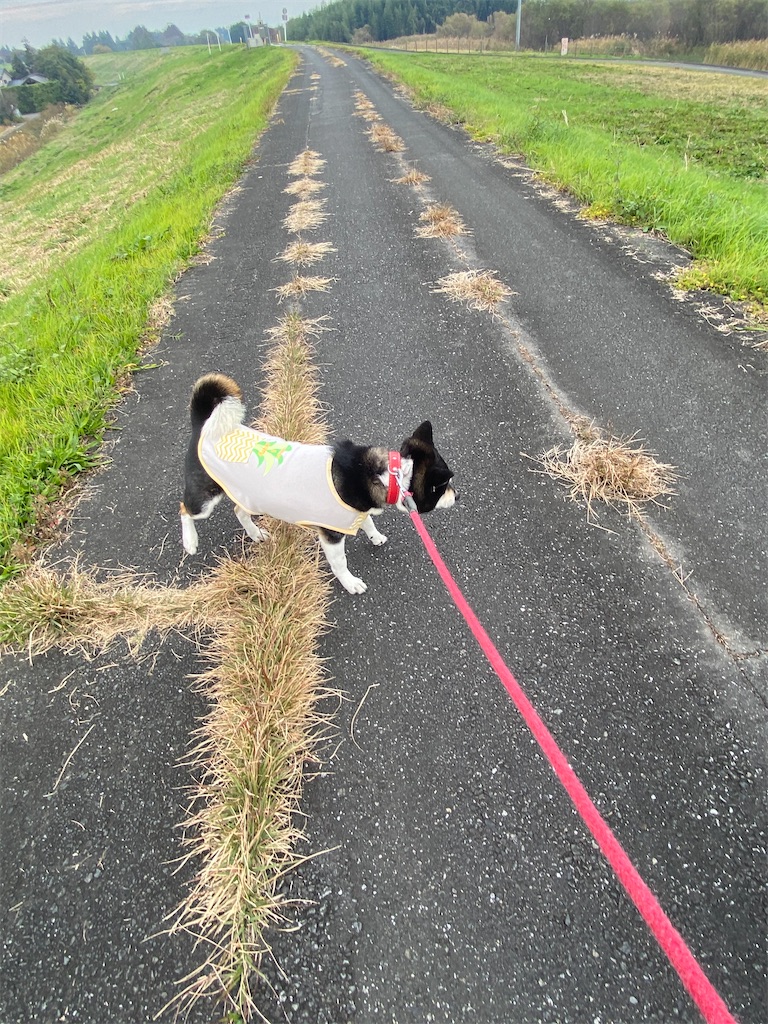 土手を歩いている黒柴犬