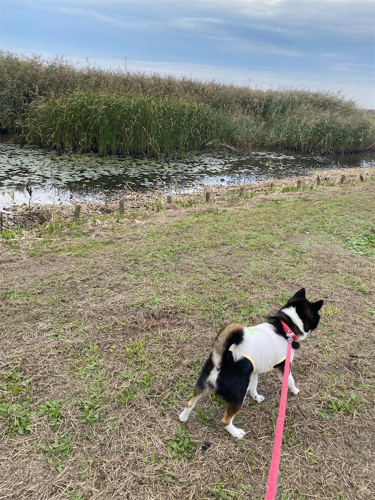 散歩中の黒柴犬
