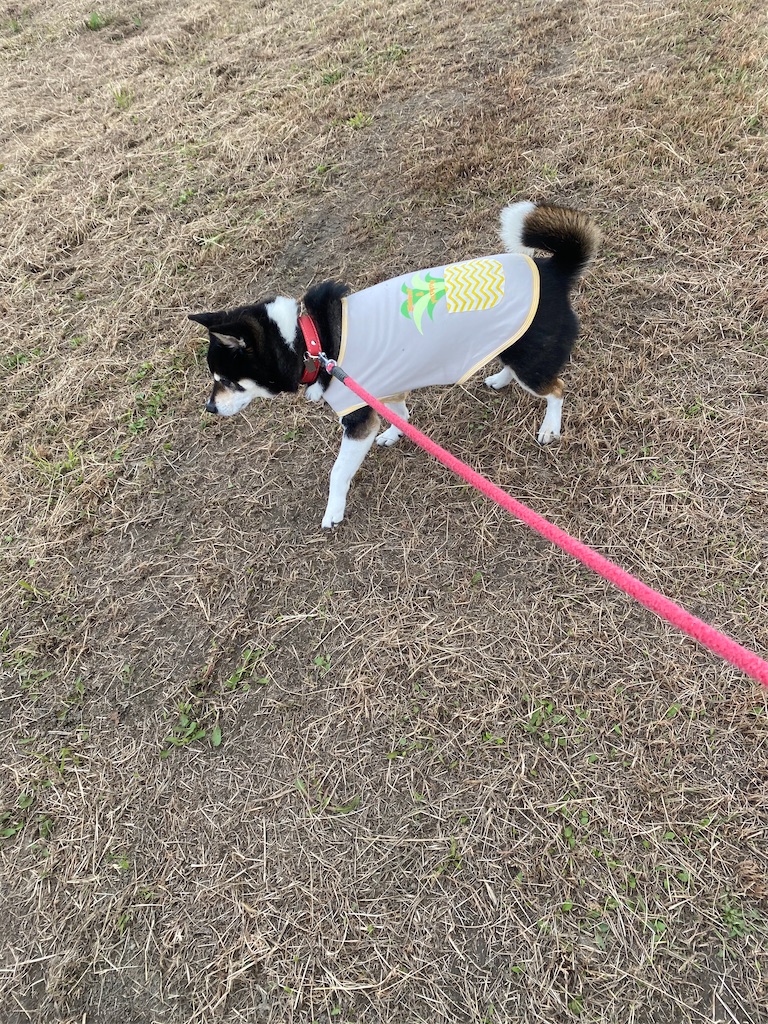 散歩中の黒柴犬