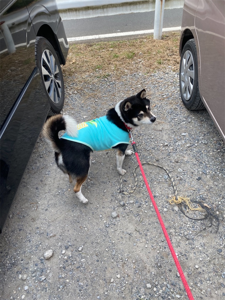 駐車場で2台の車の間で立っている黒柴犬