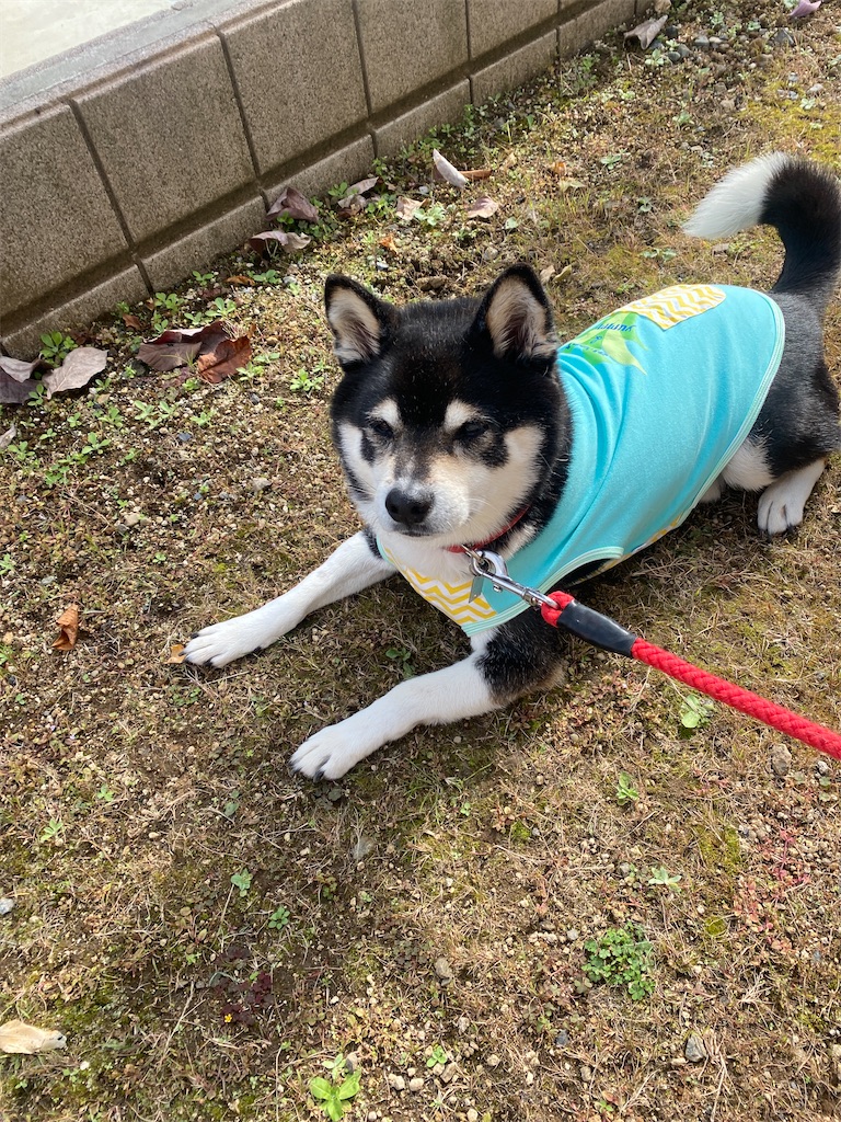 地べたで伏せている黒柴犬