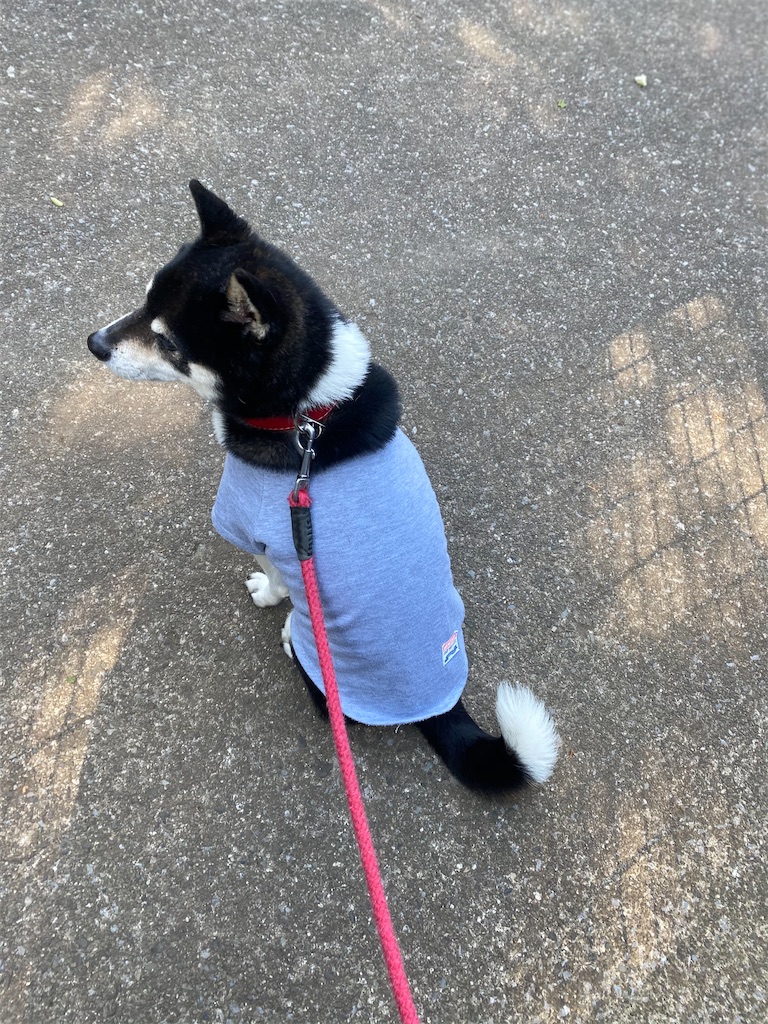黒柴犬の後ろ姿