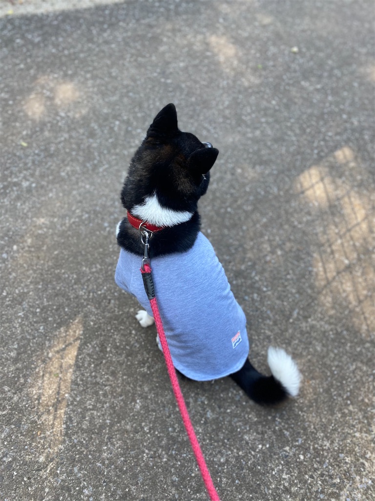 黒柴犬の後ろ姿