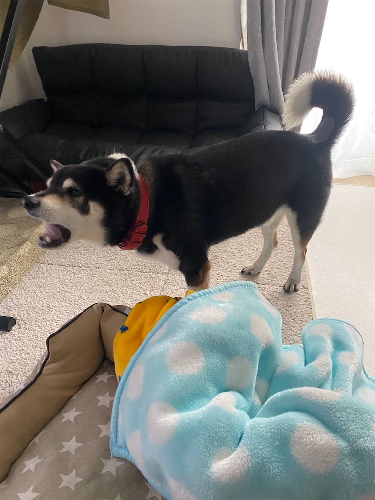 ペットベッドの横で欠伸をしている黒柴犬