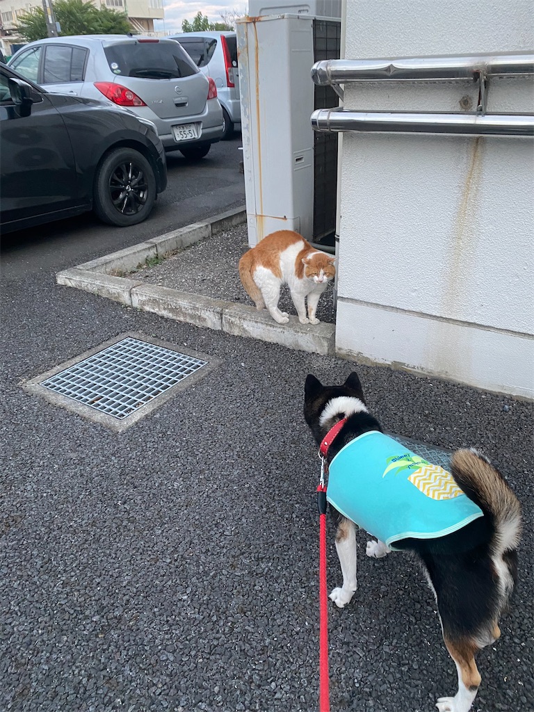 ネコと黒柴犬が睨み合っている