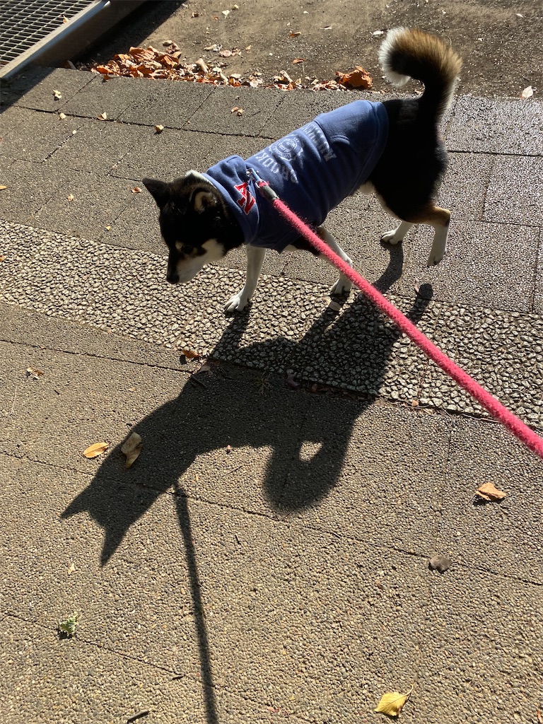 手前に歩いてくる黒柴犬